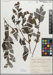 Foto von Salix myrsinifolia Salisb.